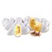 Chick Life Cycle Set