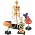 Anatomy Models Set