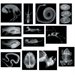 Animal X-Rays
