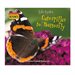 Caterpillar To Butterfly Book
