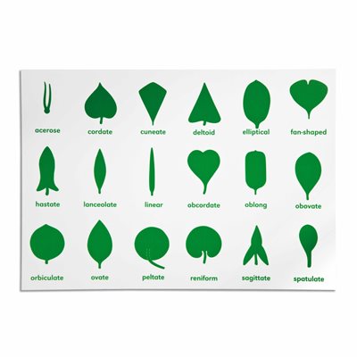 Nienhuis - Botany Cabinet Control Chart