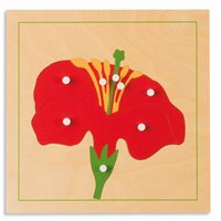 Nienhuis - Botany Puzzle: Flower