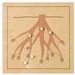 Nienhuis - Botany Puzzle: Root