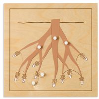 Nienhuis - Botany Puzzle: Root