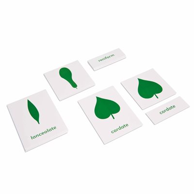 Nienhuis - Botany Cabinet: Nomenclature Cards