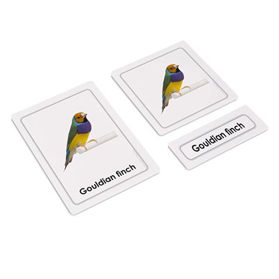 Birds 3 Part Cards (Plastic & Cut)