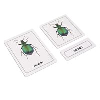  Invertebrates 3 Part Cards (Plastic & Cut)