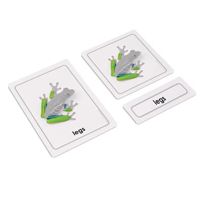  Parts of a Frog (Amphibians) (Plastic & Cut)