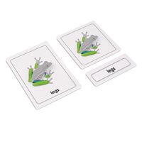  Parts of a Frog (Amphibians) (Plastic & Cut)