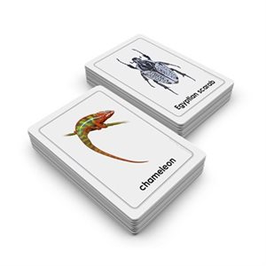 D- Animals of the Seven Continents Card Stock