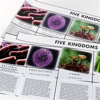 D- Five Kingdoms Chart (2 pc. kit) Card Stock