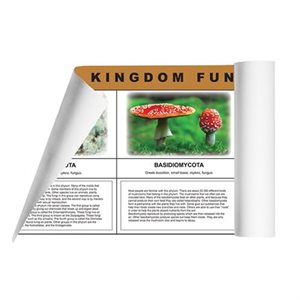 D- Fungi Kingdom Charts (2 pc. kit) Card Stock