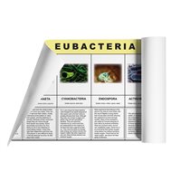 Eubacteria Kingdom Chart (Plastic & Cut)