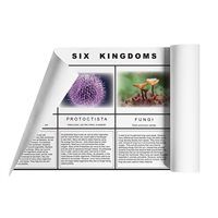 Six Kingdoms Chart (Plastic & Cut)