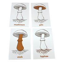 D- Parts of a Mushroom