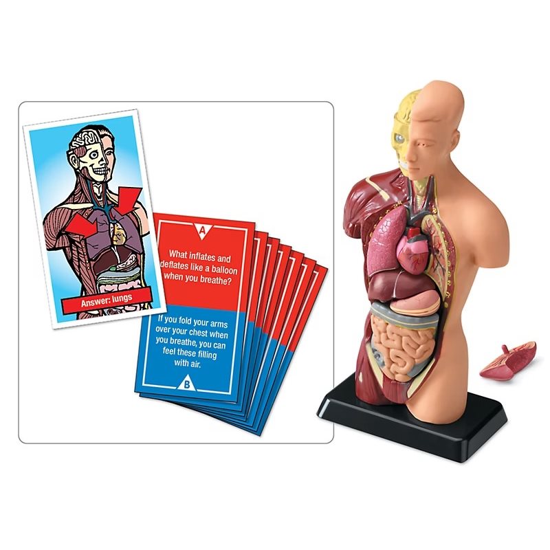 Faits fascinants Jeu du corps humain