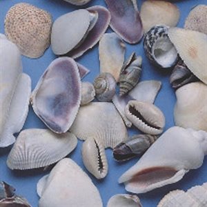 Assortiment de coquillages blancs - Sac de 450 g