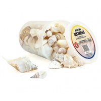 Bucket O' Seashells 16 Oz. White