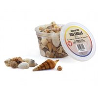 Bucket O' Seashells 16 Oz. Natural