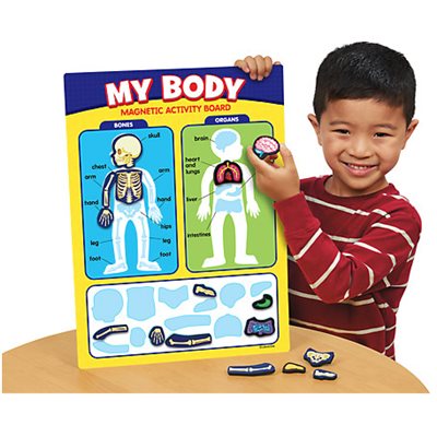 My Body Magnetic Activity Board
