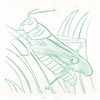 Bug Rubbing Plates - Pack of 6