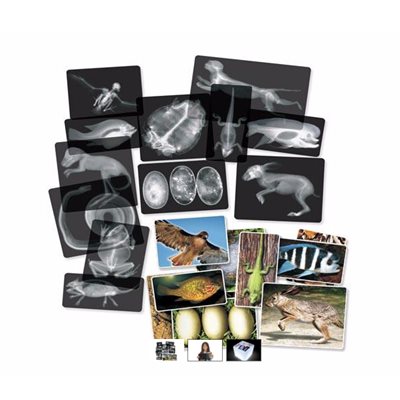 Radiographies animales Radiographies animales