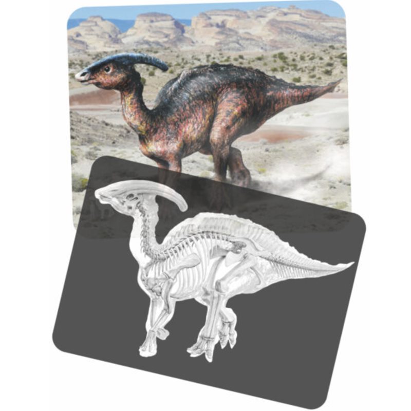 Discover Dinosaurs Picture Cards and X-rays