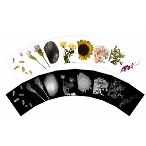 Radiographies végétales et cartes illustrées