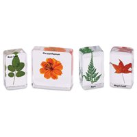 Ensemble de spécimens de plantes
