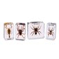 Scorpion & Spiders Specimen Set