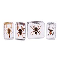 Scorpion & Spiders Specimen Set