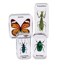 Ensemble d'échantillons d'insectes