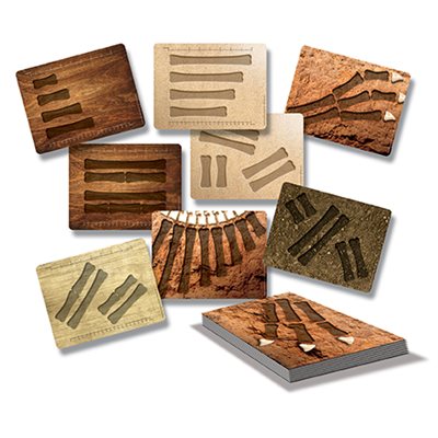 Cartes d'association et de mesure des os de dinosaures