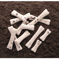 Dinosaur Bones Discovery Set