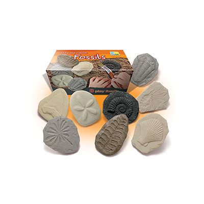 Jouer et explorer - Fossiles Jouer et explorer - Fossiles