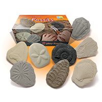 Play & Explore - Fossils