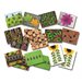 Cartes des premiers chiffres de la coccinelle