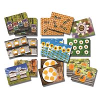 Honey Bee Number Activity Cards
