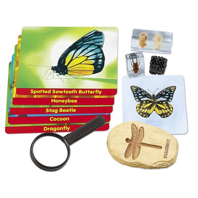 Insects Specimen Centre
